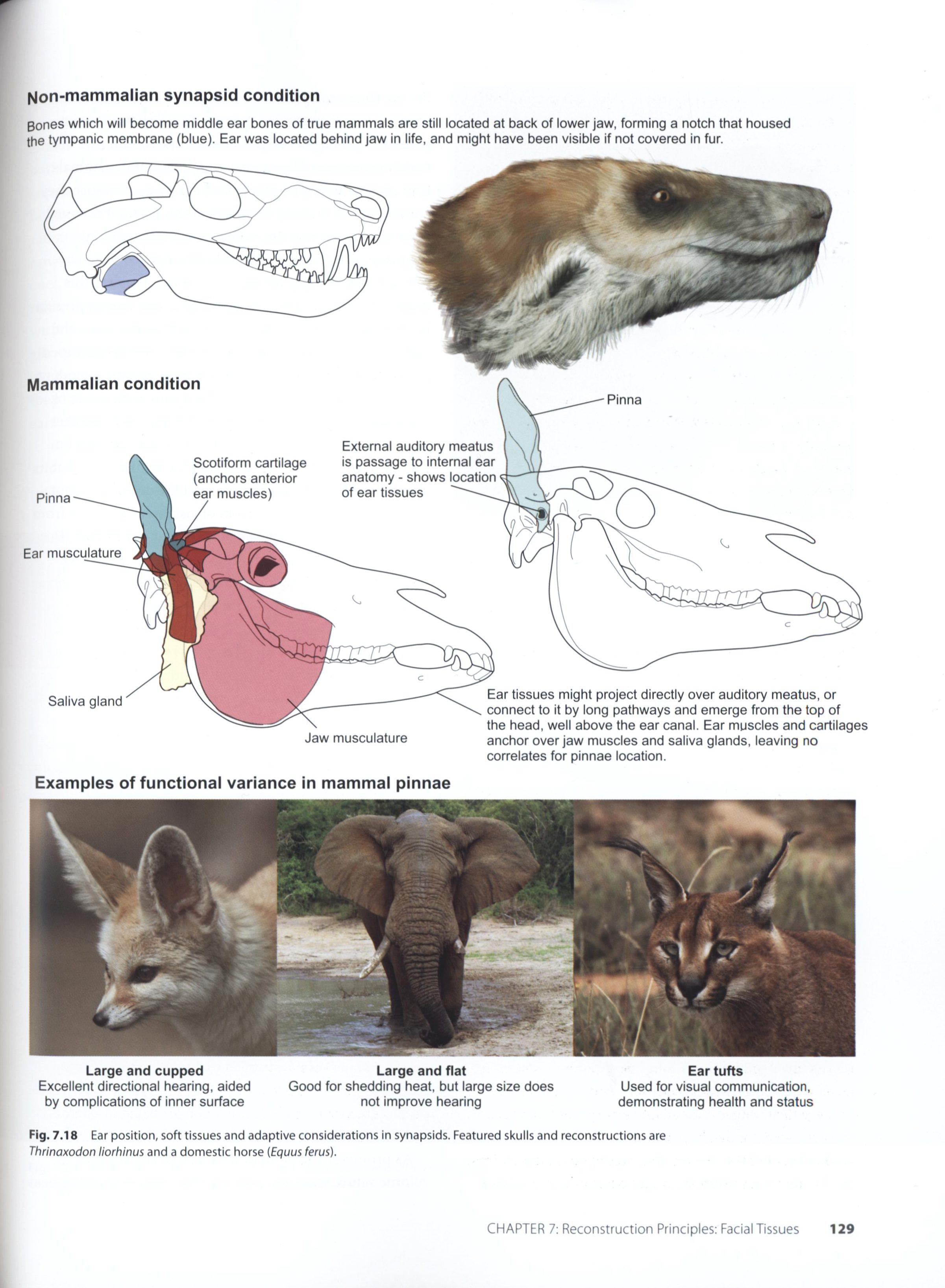Recreating Prehistoric Animals in Art The Palaeoartist’s Handbook