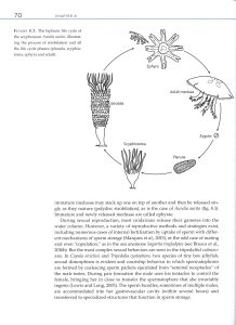The Invertebrate Tree of Life internal 1